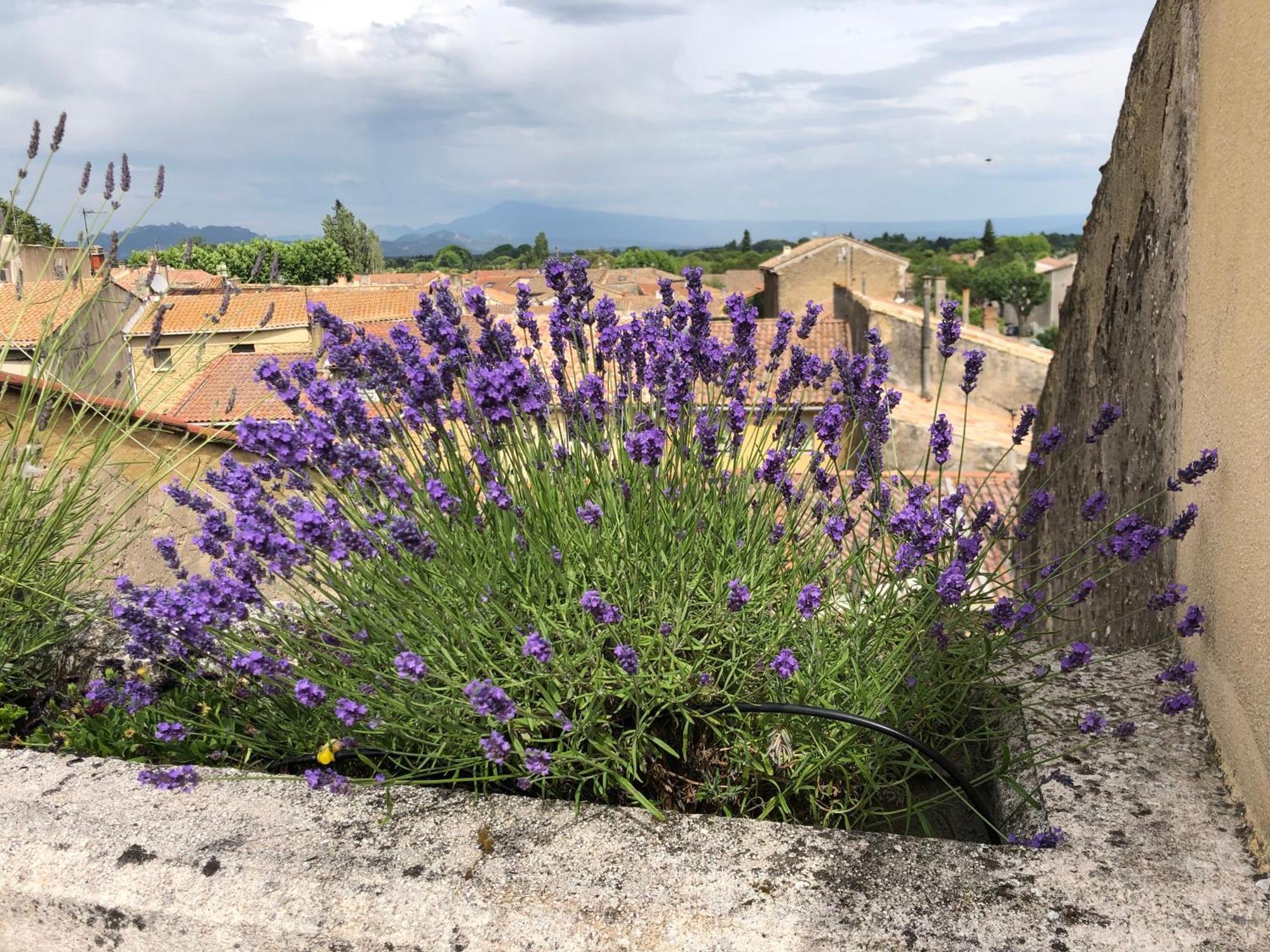 Entre Vignes Et Dentelles Hotell Courthézon Eksteriør bilde